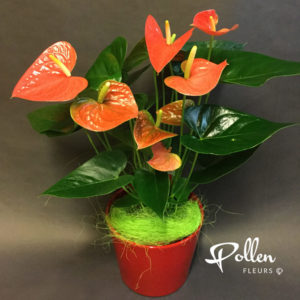 Anthurium