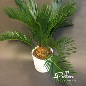 Cycas Révoluta
