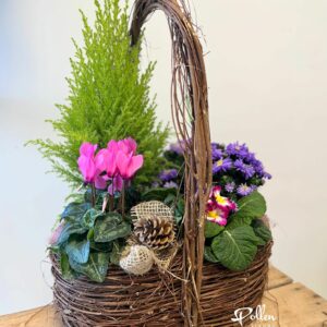 Mitra - Jardin de plantes