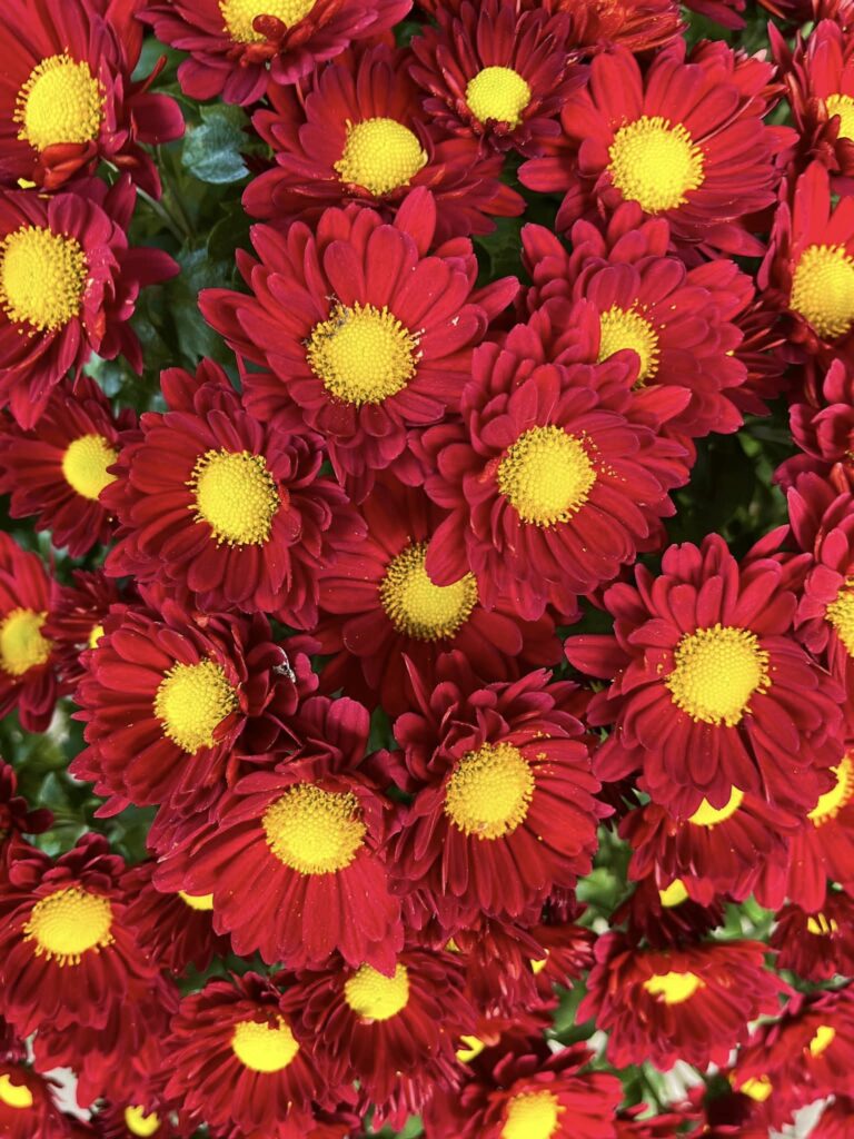 Nous vous accompagnons pour honorer la mémoire de vos proches en livrant directement vos fleurs sur leur tombe et en vous proposant également d’en assurer l’entretien et le nettoyage.
Nous proposons un large choix de plantes de saison et de chrysanthèmes, ainsi que des paniers fleuris, compositions de plantes, coupes rondes ou jardinières, soigneusement réalisés par nos soins en sélectionnant des variétés résistantes adaptées à chaque saison.
Nous vous offrons également la possibilité de souscrire à un abonnement de fleurissement plusieurs fois par an, aux dates de votre choix.
N’hésitez pas à nous contacter par téléphone pour toute information ou pour passer commande.